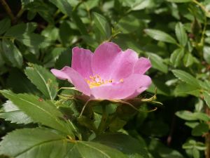 Æblerose dufter dejligt. Foto: Malene Bendix Rose
