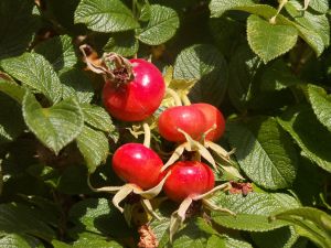Her er et hyben af rynket rose. Skallen smager godt og er fuld af C-vitamin. Foto: Malene Bendix. Her er et hyben af rynket rose. Skallen smager godt og er fuld af C-vitamin. Foto: Malene Bendix.