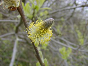 Her er seljepil i blomst. Hanblomst. Hent grene ind og se dem springe ud. Foto: Janne Bavnhøj. Sejlepil i blomst.