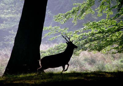 Sikahjorten - altså hannen - i spring. Foto: NaturGrafik. En sikahjort-han i spring