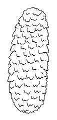 Her er en tegning af sølgranens kogle