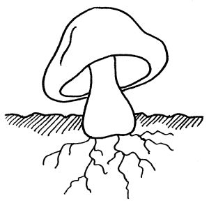 Svamp - hat, stok og mycelium (tråde i jorden). Tegning: Eva Wulff. Svamp