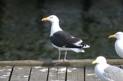 En af vores største måger er svartbagen, som du kan se flyve rundt på sine kæmpestore, sorte vinger langs stranden eller ved havnen. Foto: Morten DD Hansen. Foto af svartbagen som er en af vores største måger.