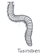 Der findes flere tusindben. Her er et skov-tusindben. Tegning: Eva Wulff. Tegning af skov-tusindben.