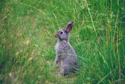 Vildkanin (Oryctolagus cuniculus) skoven-i-skolen.dk