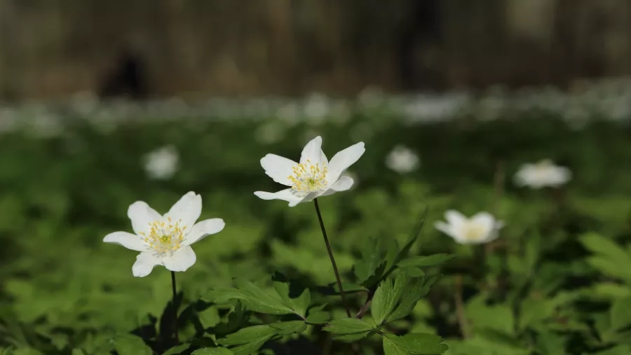 Anemoner