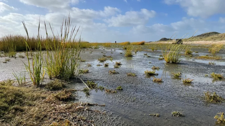 Vadehavet på Fanø