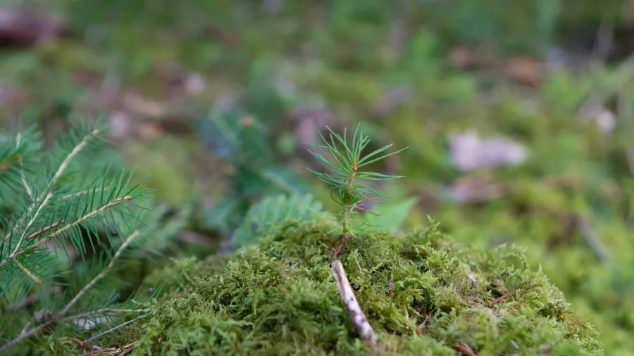 I naturnær skovdrift prøver man at få frø fra træerne til at så sig selv i skovbunden og bliver til nye træer. Foto Janne Bavnhøj 