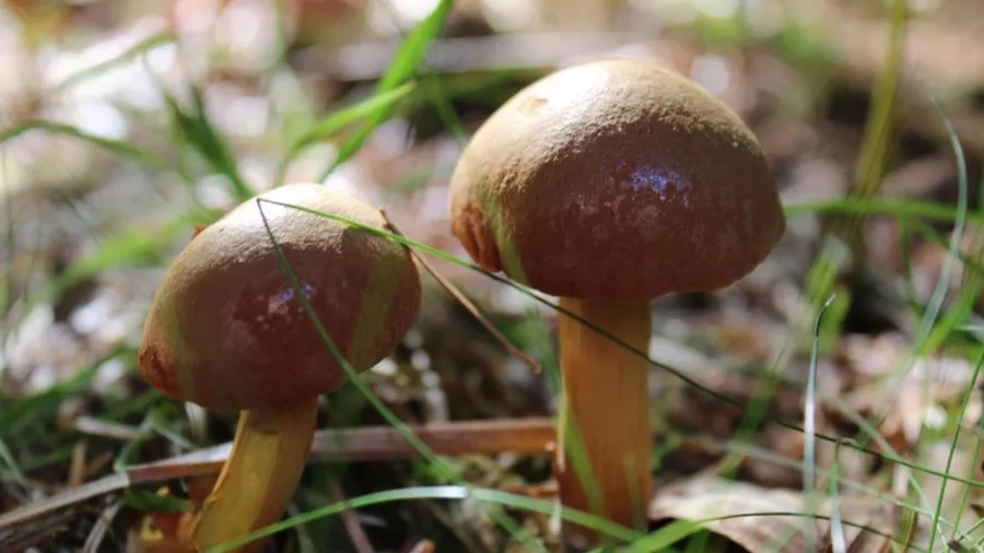 Du kan finde svampe i skovbunden. Foto: Malene Bendix.