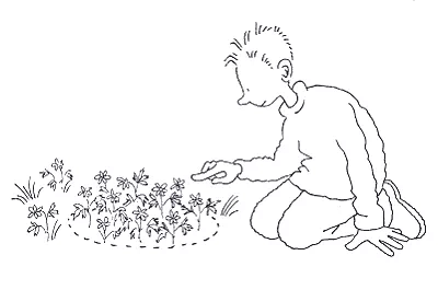 Tæl og undersøg anemoner. Tegning: Eva Wulff. Regn med anemoner.