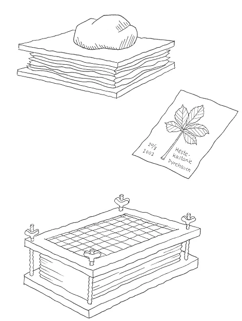 To forskellige plantepresser og et presset blad. Tegning: Eva Wulff To forskellige plantepresser og et ark med et blad.
