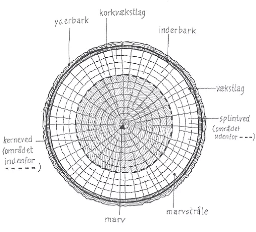 Tegning af tværsnittet af en træstamme.