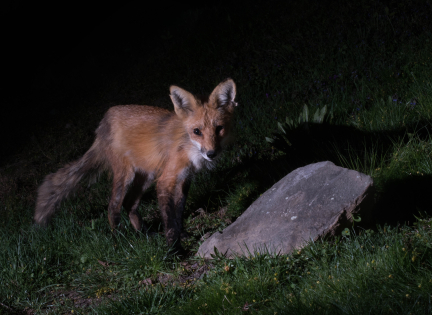Ræv fotograferet med et vildtkamera om natten. Foto: Pixabay.