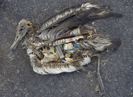 Albatros med plast i maven. Foto: USFWS Headquarters, Creative Commons by 2.0