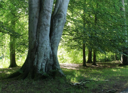 Et bøgetræ i Tolløkke skov med alle sine blade