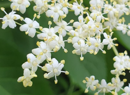 Hyldeblomster tæt på. Foto: Malene Bendix