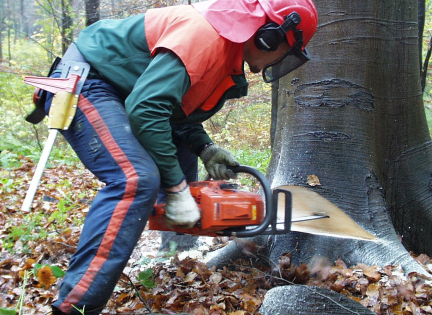 skovarbejder fælder træ. Foto: Skov- og Landskab.