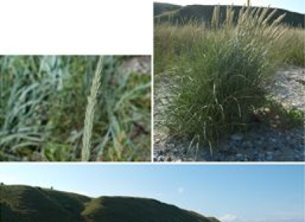 Strandens planter - marehalm og den hvide, den grønne og den grå klit. Foto: Camilla Bruun Manscher. Strandens planter - marehalm og den hvide, den grønne og den grå klit.