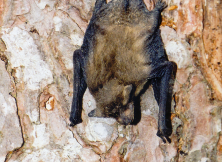 Sovende flagermus. Den hænger i træerne med hovedet nedad og har foldet sine vinger sammen. Flagermusene sover om dagen i hule træer og andre huler. Foto: NaturGrafik.dk