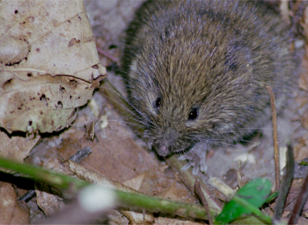 Markmus. Foto: NaturGrafik.