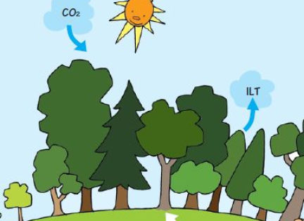 Fotosyntese: Planter bruger solens lys, vand og CO2 til at bygge blade, grene, stamme og rødder.