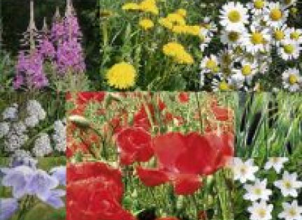 Omslaget af bogen Naturskolens Vilde Planter. Forsiden af Naturskolens Vilde Planter