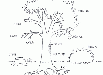Hvad hedder de forskellige dele af træet?